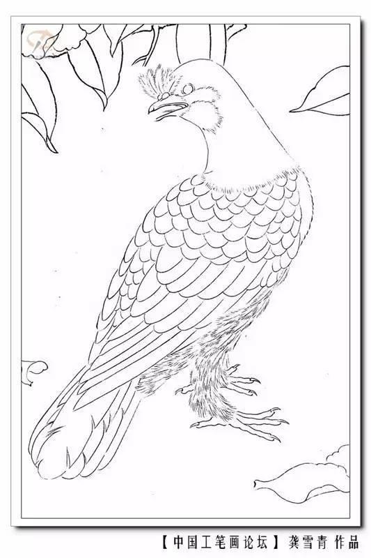 画鸟的视频,画鸟视频赏析