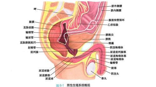 生殖器解剖视频,全面解析人体生殖系统奥秘