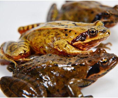 东北林蛙视频,自然奇观中的生命之歌