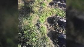 挖冬笋教学视频,跟随教学视频学一招