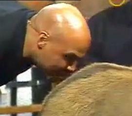 巴克利亲驴视频,一场温馨的动物互动瞬间