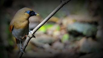 黄豆鸟打架视频40分钟,一场惊心动魄的空中对决