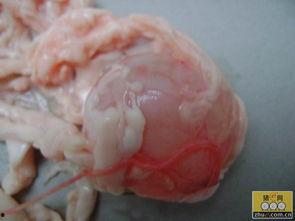 给猪蛋视频,趣味横生的日常生活记录