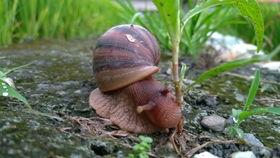 蜗牛吃东西视频,揭秘蜗牛的独特饮食习惯