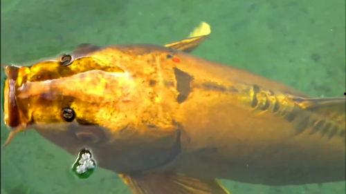 鲤视频,探索未知，畅游知识海洋