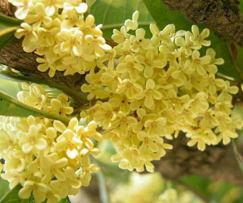 桂花雀视频,探寻自然之美，感受生命活力