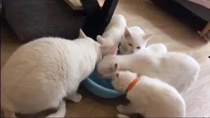 救助猫视频,救助猫的感人瞬间回顾