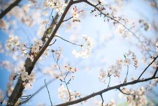 初春视频,视频带你领略春日风光