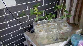 室内养泥鳅技术视频