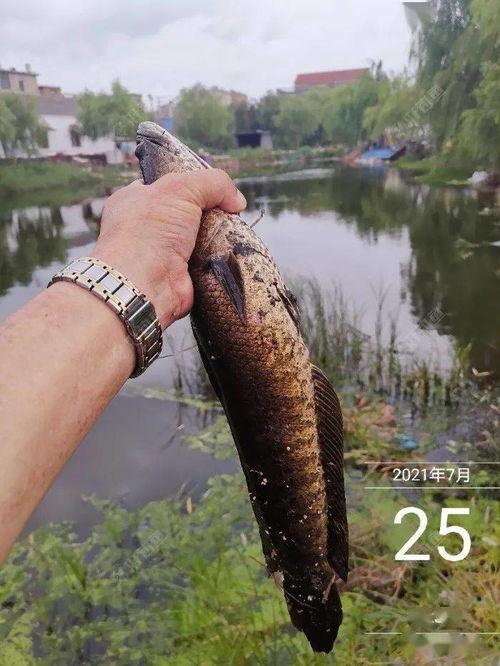 雷蛙制作视频,探索自然与科技的奇妙融合