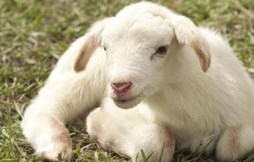 羊的视频,视频捕捉温馨牧场景象