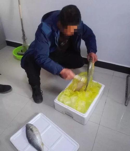 刷鱼视频,揭秘网络红人的魅力与影响力