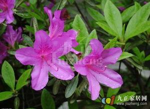 杜鹃修剪视频,视频教程带你轻松掌握