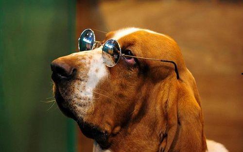 农村赛狗视频,激情四溢的犬界竞技盛宴