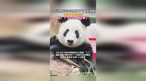 熊猫 视频,视频带你领略国宝风采